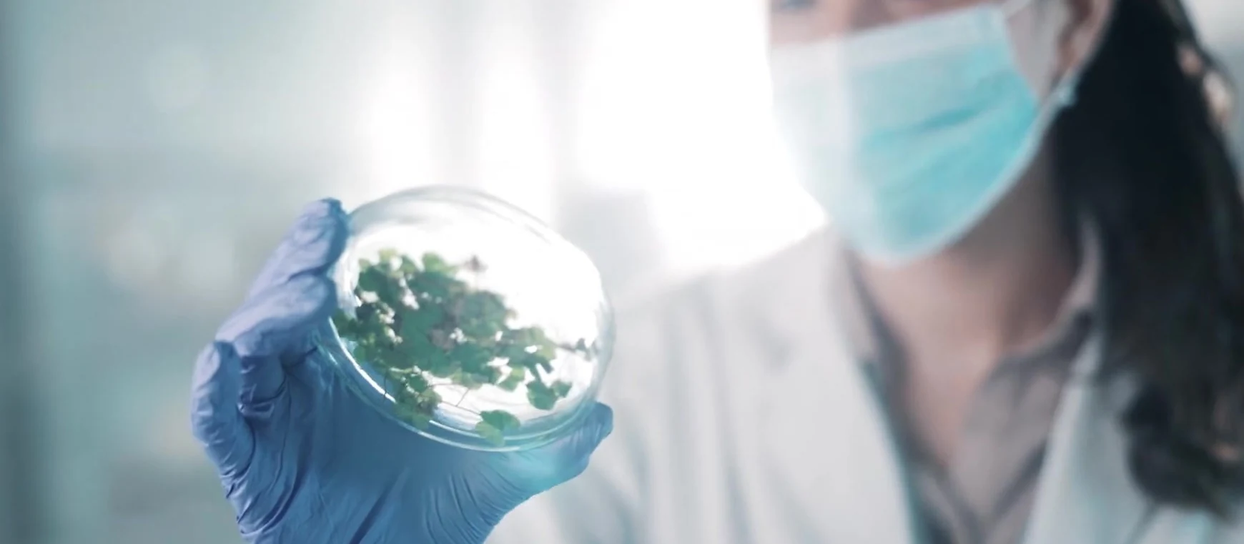 A scientist examining plant material in the PlantBio Research laboratory